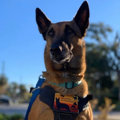 Canines4Heroes's profile picture. 