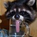 raccoons that ll heal your depression (@raccooooons) Twitter profile photo raccoons that ll heal your depression (@raccooooons) Twitter profile photo