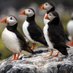 Puffin Unit (@ypspuffin) Twitter profile photo Puffin Unit (@ypspuffin) Twitter profile photo