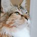 モカ猫🐈 (@irnp7d) Twitter profile photo モカ猫🐈 (@irnp7d) Twitter profile photo