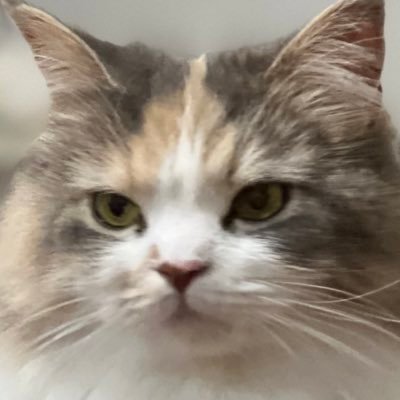 Rina_Hakooshi's profile picture. 箱推し。浦島坂田船が健やかに活動することを願うアカウント。時々猫🐈と兎🐇。趣味垢でもあります！