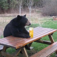 Bär (@parkrangerq) 's Twitter Profile