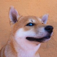 Xuân Crypto (@xuancrypto13084) 's Twitter Profile