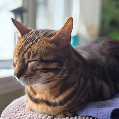 Vidjhaya's profile picture. Orthotherapist, mama bear, and nerd at heart. (I/me) =^.^=