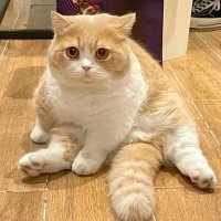 Audrey🍒 (@majorie26552) Twitter profile photo