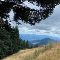 CarlaLea (@carlahistand) 's Twitter Profile