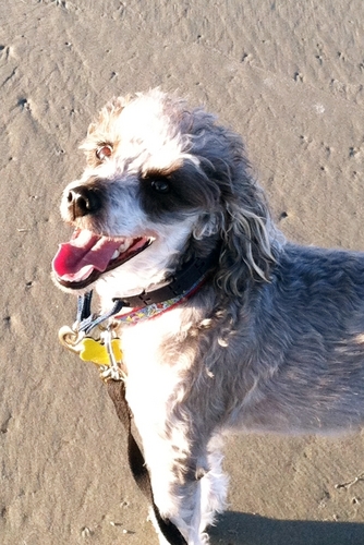 I'm a Schnoodle named Duffy.  I'm a model who's been in the paper more times than I have toes. My mommy (@TheAmandaRenee) is a Harlequin Author.