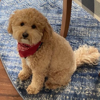 #BlueCrew- Political keyboard activist & Democrat! LGBTQ ally & activist. Wife, mom. Love my dogs! Truth matters! HARRIS/WALZ! I block MAGA'S! (No DM's pls) 💙