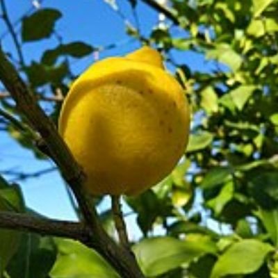 littleaccorn333's profile picture. De pegarle a mi Queimi, no se vuelve Ta?
Esquizofrénica como le decías a Milei, hipócrita?