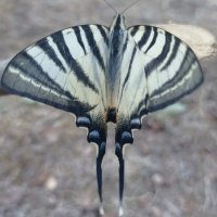 DeryaDeniz (@deryade62482246) 's Twitter Profile