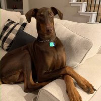 DobieMom2 (@mom2_dobie) 's Twitter Profile