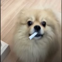 Irrissssssssssssssssss (@irrissssssssss) 's Twitter Profile