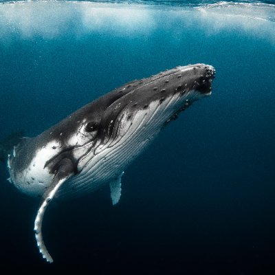 Lightning1776P's profile picture. 