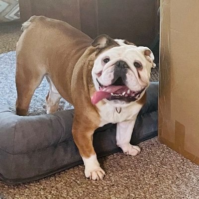 I’m a 3 year old English Bulldog.
I am the live mascot for the Burns High Bulldogs. My Dad was the former GW bulldog Bucky