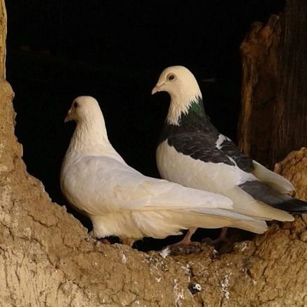 AmelYen46's profile picture. دكتوراه في الاقتصاد