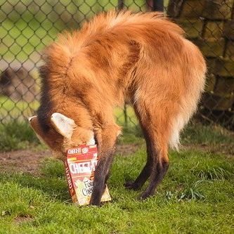 SnowFox7707's profile picture. Your Mom