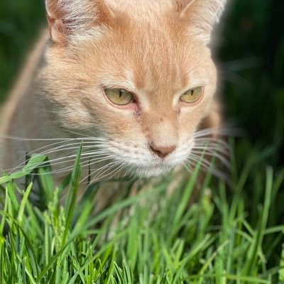 diamondmeow17's profile picture. 22♐️ 💔