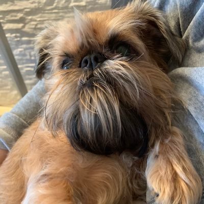 DOGS_my_'s profile picture. 