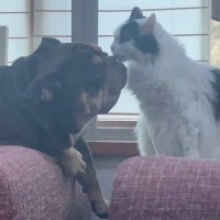 Peach Saliva (@peachsaliva) 's Twitter Profile