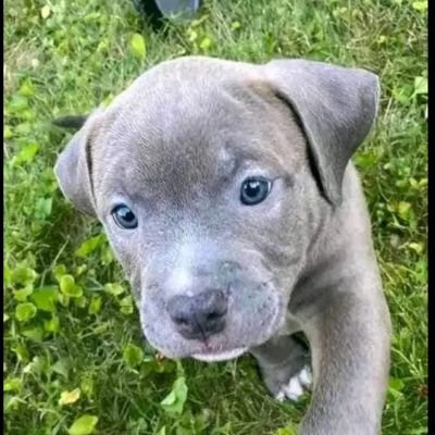 puppy seller, 2weeks old. 75% payment before delivery 🚚. CashApp and Giftcard accepted.