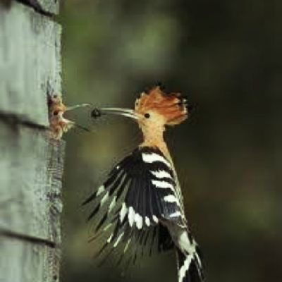 HOsanlu64985's profile picture. 