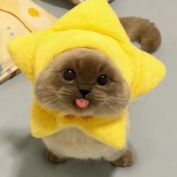 치즈냥 (@yangdoho0506) 's Twitter Profile
