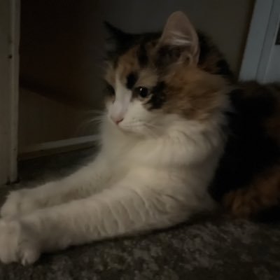 Cali_Harrison_'s profile picture. A Kitty!