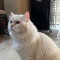 Suwarto Arnus (@suwartoarnus) 's Twitter Profile Photo