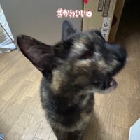 桜狐𓂃🌸𓈒𓏸 (@same01sakura) 's Twitter Profile