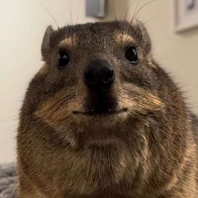 28. Love gaming, animals, food, friends and family :) INFP-T 🇲🇽
Priv: @1FreeBean
Therapy (from me): $100/hr. Actual friend discount: Free