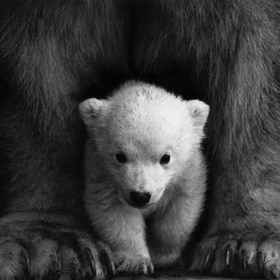 bear44099178's profile picture. 