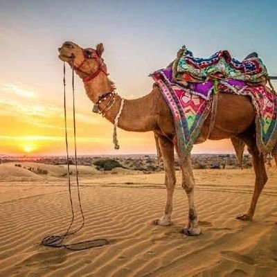SinghBhom17586's profile picture. 