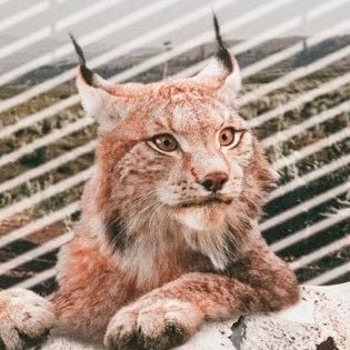 catmonda's profile picture. Bobcat guy. Host of Bobcat Pod