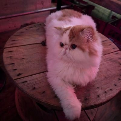 Scarpa451901's profile picture. 