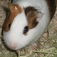 れいとうこ (@freezer_daioh) 's Twitter Profile Photo