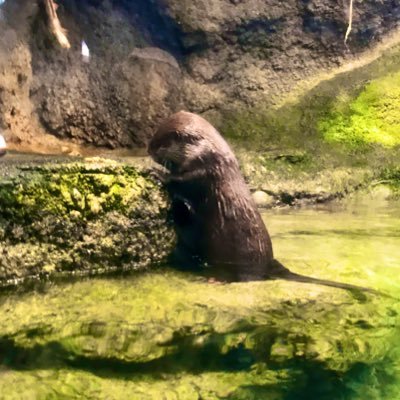 ばーんぼーんてーんさんのプロフィール画像