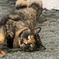 Pamela Morbini (@pa64949) 's Twitter Profile