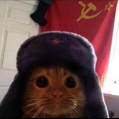 felywese1's profile picture. 