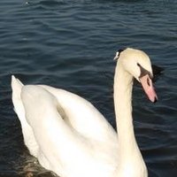 ホワイトバード先輩 (@whitebird_sp) 's Twitter Profile