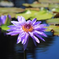 lang yue (@yuelang20a) Twitter profile photo