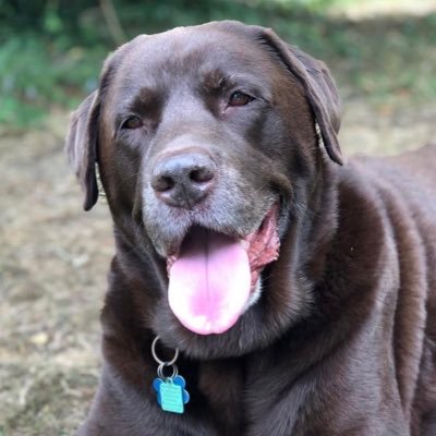 Marykittypaws's profile picture. 