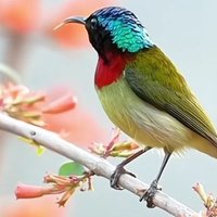 özgür yaşam (@yasamozgur3535) Twitter profile photo