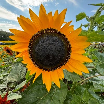 kinakonote's profile picture. MD PhD.