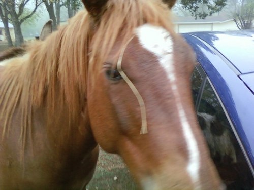 Nessnes's profile picture. Wife, RN, companion of horses, cats, dogs and fishies, love books, music and movies...