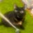 Alexamoyer19's profile image