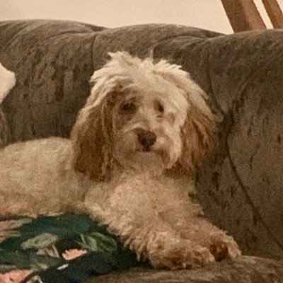 Midnight_Dawns's profile picture. Hmmmmmmm