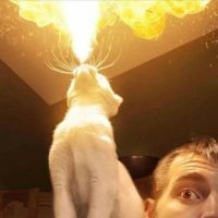 Wilfred (@wilfredalmeida_) 's Twitter Profile