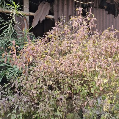 mathura_das's profile picture. 