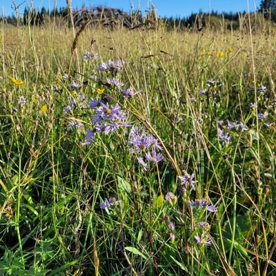 8675309_ca's profile picture. Bipedal Hominid, most days!