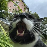 Marc-Antoine FREE FREE PALESTINE (@marcantoinecat) 's Twitter Profile Photo Marc-Antoine FREE FREE PALESTINE (@marcantoinecat) 's Twitter Profile Photo